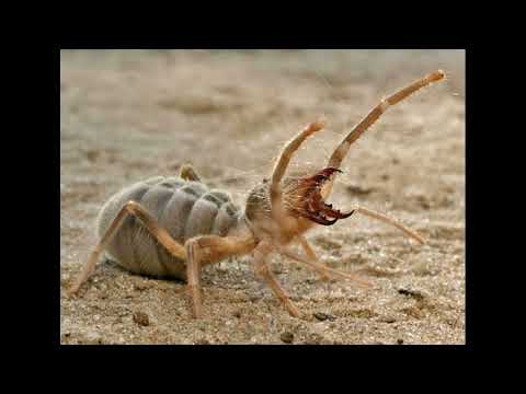 Видео: Биология с нуля. Паукообразные.