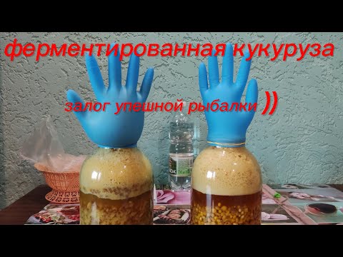 Видео: ФЕРМЕНТИРОВАННАЯ КУКУРУЗА для рыбалки на КАРПА САЗАНА АМУРА