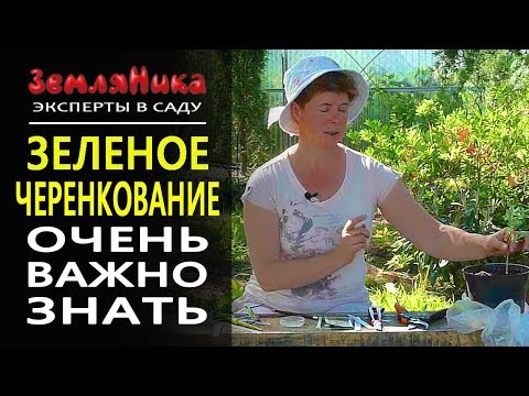 Видео: Зеленое черенкование. Подробнейший мастер - класс. Смотрим и повторяем. 0+