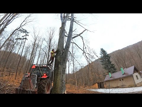 Видео: Вырубка опасных деревьев в районе лесного домика, Amles, Stihl ms 500i, Zetor, Лесозаготовка
