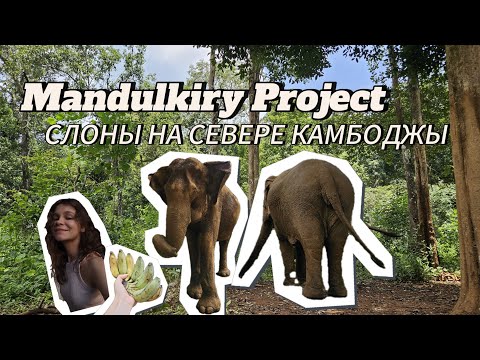 Видео: КАМБОДЖА ВЛОГ 🇰🇭 : СЛОНЫ НА СЕВЕРЕ И НОЧЁВКА В ДЖУНГЛЯХ