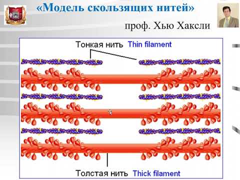 Видео: Лекция №6 :  Мышечные ткани -1.  Скелетная мышечная ткань. Скелетная мышца. Гистология.