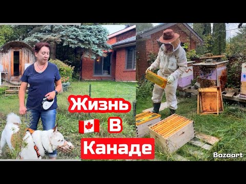 Видео: Пчеловодство и жизнь в Канаде, собираем урожай, меняем тормозные колодки и ￼диски у машины ￼