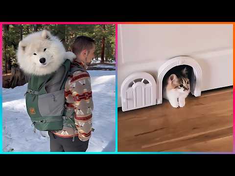 Видео: Креативные идеи, вдохновленные домашними животными, на другом уровне ▶ 3