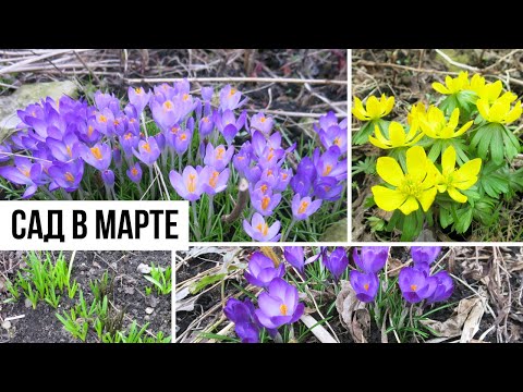 Видео: Прогулка по саду с первоцветами / Сад в марте / Природный стиль