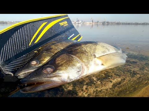 Видео: Подводная охота на Судака. Днепр СТАН 550. Ласты Тритон. Новый Рецепт Рыбы с овощами