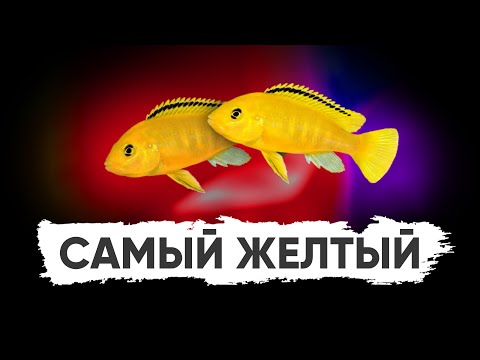 Видео: Лабидохромис еллоу. Малавийские цихлиды