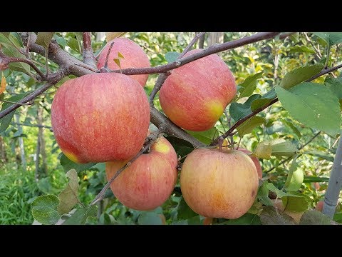 Видео: Яблоня Фуджи Ятака