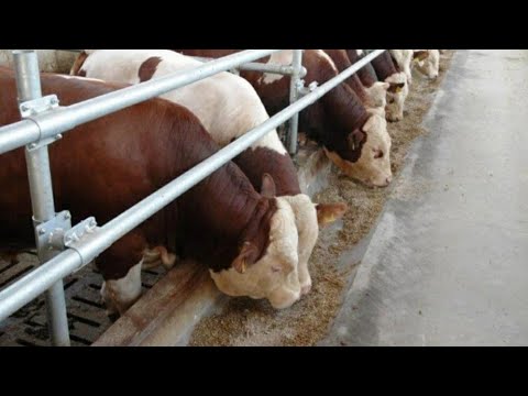 Видео: Мал бордақылау. Мал шаруашылығы. Жем пісіріп беру жайында. Бұқа байлау. Откорм