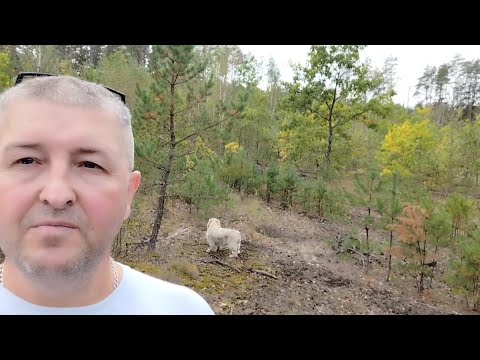 Видео: Прогулка по лесным тропинкам. Белорусский лес. 