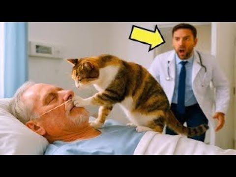 Видео: Бездомный КОТ пробрался в палату МИЛЛИАРДЕРА в КОМЕ… и произошло ЧУДО