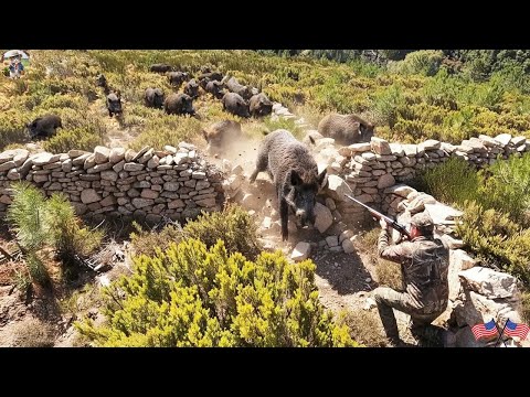 Видео: Гигантские кабаны атакуют охотника! Как фермеры и охотники справляются с миллионами агрессивных д...