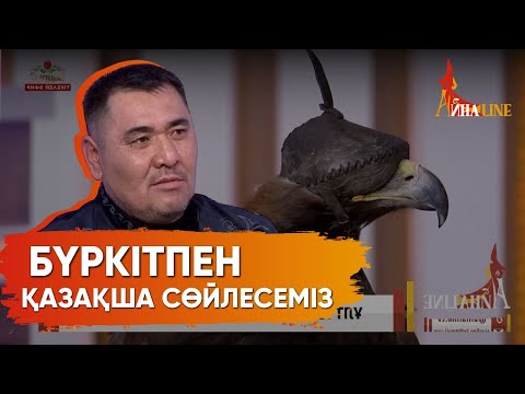 Видео: Арманбек Күнтуған: Қолға үйренген бүркіт алысқа кетпейді
