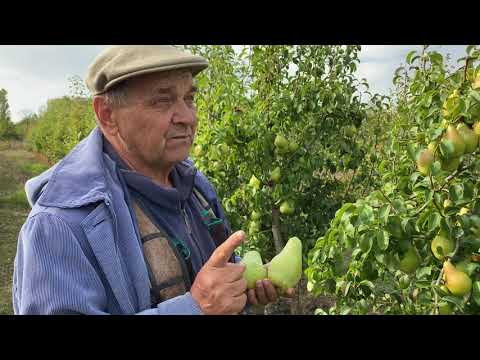 Видео: Плодоношение интенсивного сада груши сорта Ноябрьская.