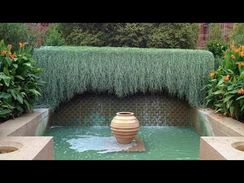 Видео: Рост рассады дихондры. Как хлипкие всходы превращаются в роскошный ампель. Мега подробно и наглядно!