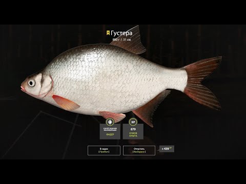 Видео: Russian Fishing 4 Клёвые места. Трофейнaя Густера. Вьюнок. РР4