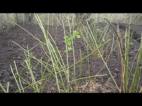 Видео: Особенности Выращивания Малины И Ежевики