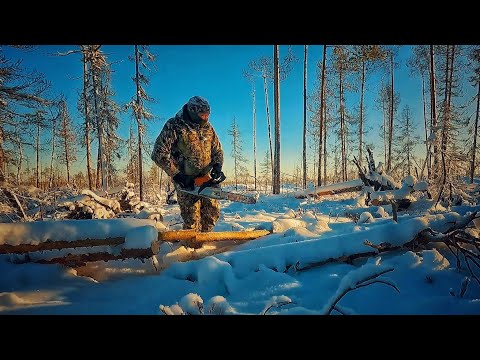 Видео: ТАЙГА НЕ ЛЮБИТ ЛЕНИВЫХ. ПРОПИЛИЛ ТАЁЖНЫЕ ЗАВАЛЫ.