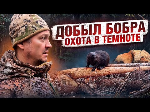 Видео: ДОБЫЛ ПЕРВОГО БОБРА // СЪЕМКА НА ТЕПЛОВИЗОР // БОБРИНОЕ ЦАРСТВО