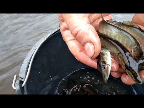 Видео: Спасаем рыбу. Ловим руками. Рыбалка в заливных лужах. Спасаем десятки, а гибнут тысячи!