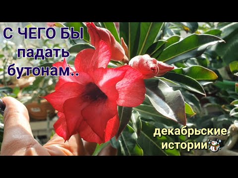 Видео: АДЕНИУМЫ теряют бутоны?  Видео для вас ;)