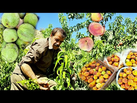 Видео: 🍑 Иранская кочевая жизнь | Сбор персиков и грецких орехов в горах 🏔️