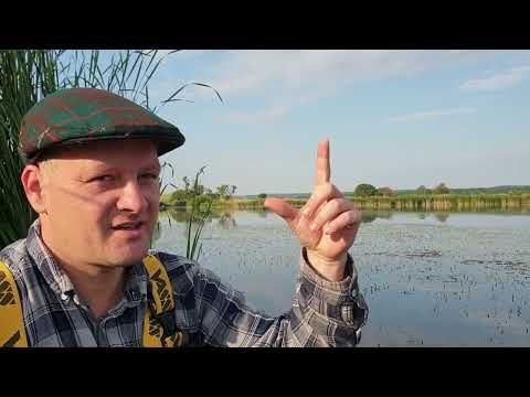 Видео: Термоклин та карпфішинг/ Thermocline and carpfishing