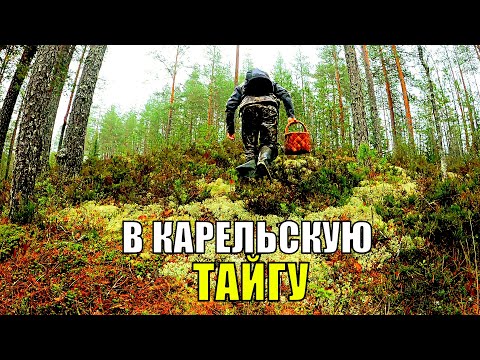 Видео: Перешел БОЛОТО зашел в ЛЕС, а ТАМ. Тихая охота в ноябре. Ягоды и грибы Сказочная Карелия