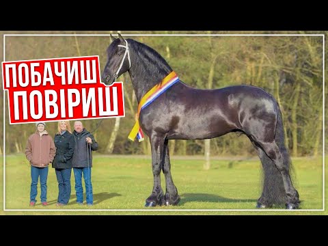 Видео: ТОП 10 НАЙСИЛЬНІШИХ І НАЙБІЛЬШИХ порід коней світу. Найсильніші коні ваговози @cecikavo