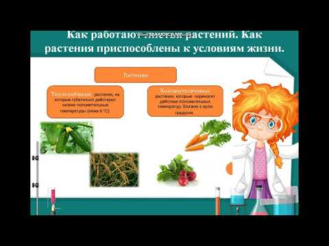 Видео: Как работают листья растений  Как растения приспособлены к условиям жизни