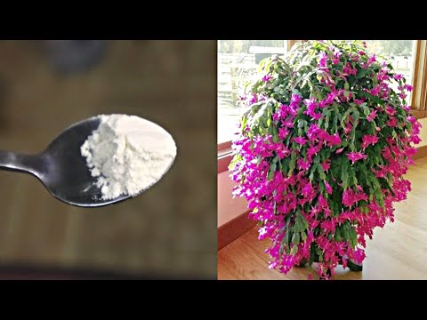 Видео: Чем подкормить декабрист в ноябре-декабре чтобы цвел как не в себя, пышно и долго?