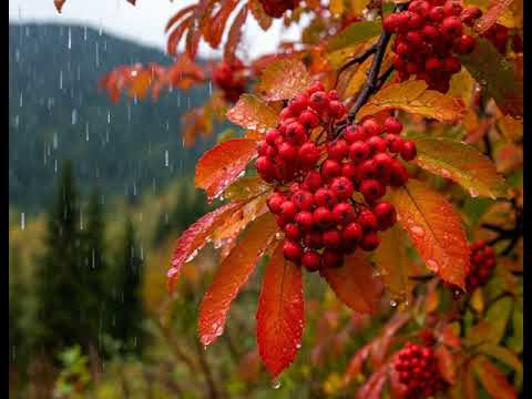 Видео: ЛЮБОВЬ МОЯ ОСЕННЯЯ - Татьяна Лисовская