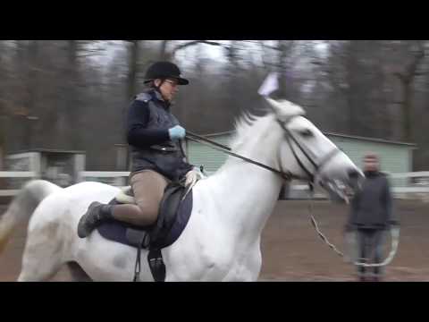 Видео: Галоп. Работа над посадкой на корде. Упражнения для всадника.