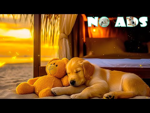 Видео: 12 часов успокаивающей музыки для собак 💤 Фортепианные мелодии для снятия стресса и тревоги разлуки