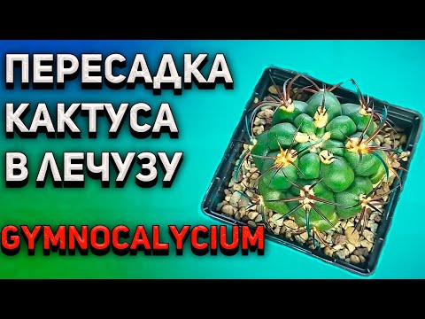 Видео: Как пересадить кактус в лечузу (Lechuza). Уход за кактусом. Gymnocalycium.