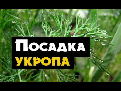 Видео: Как вырастить укроп дома - простой способ посадки укропа на подоконнике