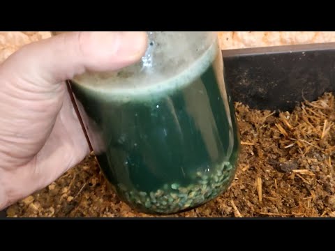 Видео: Триходерма в Червя