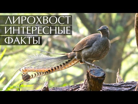 Видео: Лирохвост - интересные факты (Звуки, фото, видео)