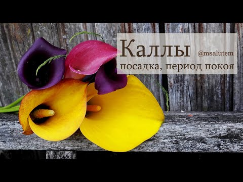 Видео: Каллы: посадка и уход после периода покоя.