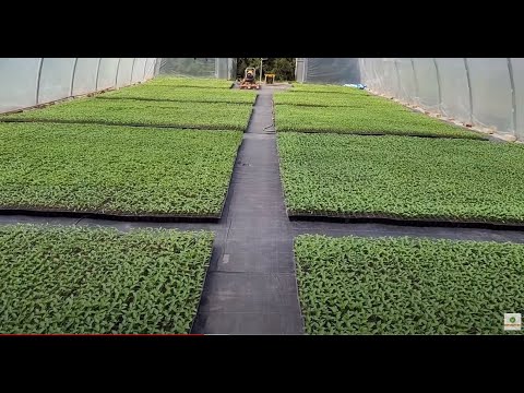 Видео: Выращивание рассады. Питание. Комплексный обед.