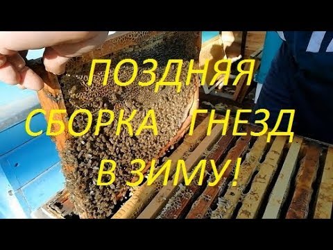 Видео: Поздняя сборка гнезд в зиму. Дадан.