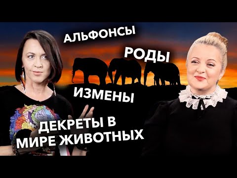 Видео: Матриархат у слонов, роды морских коньков и съесть ли возлюбленного? Отвечает Евгения Тимонова