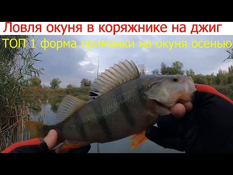 Видео: Ловля окуня в коряжнике, как не терять приманки и успешно ловить рыбу в корягах. Рыбалка осенью джиг