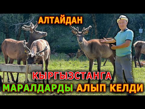 Видео: МЫНА КЫЗЫК! ТАЛАСКА 32 МАРАЛДЫ АЛТАЙДАН АЛЫП КЕЛИШТИ