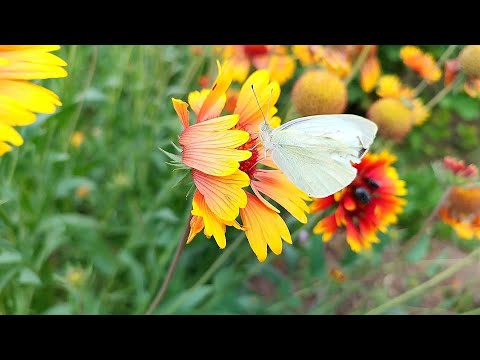 Видео: Не будет плодов и урожая в этом году в деревне из за...