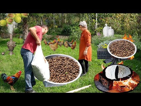 Видео: Сбор грецкого ореха в лесу | Азербайджанская кухня | 1 час лучших рецептов