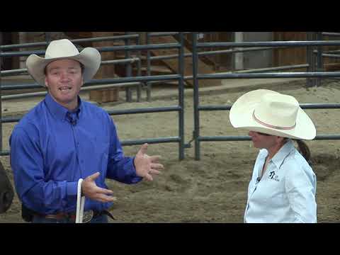 Видео: Способны ли вы ездить на молодой лошади? (Часть 1)