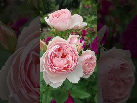 Видео: Розы 🌹Вильям Моррис,🌹Хэритэйдж,🌹Сандра Ренессанс,🌹Надин Кселла Ричи.🏡