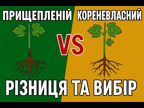 Видео: «Прищеплений vs кореневласний виноград — різниця та вибір»