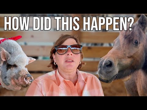 Видео: Я до сих пор не могу объяснить, что я нашла этим утром!